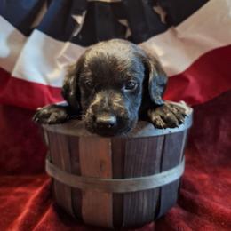 Mr Blue - Black male Labrador Retriever puppy in Bemidji, Minnesota from Northern Star Elite Quality Labrador Retrievers