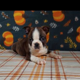 Boston Terrier Puppies from IHeart Boston Terriers