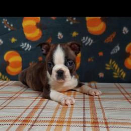 Boston Terrier Puppies from IHeart Boston Terriers