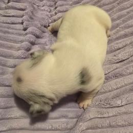 Olaf - White male French Bulldog puppy in Pleasant Hill, Iowa from Courtney Nicole's Mal Shihs & Goldendoodles