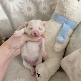 White and cream - White male Pomeranian puppy in Kelso, Washington from Highlander Pomeranians