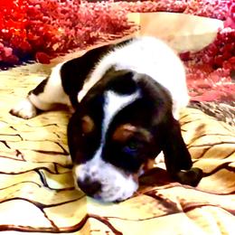 Ruby - Black white and brown female Basset Hound puppy in Bremerton, Washington from Over the Rainbow Basset Hounds