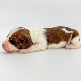 Alfie - Piebald male Dachshund puppy in Waddell, Arizona from Neu Doxies