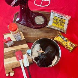 Orange Collar - Brown male Boykin Spaniel puppy in Hurtsboro, Alabama from PARK’s Family Farm