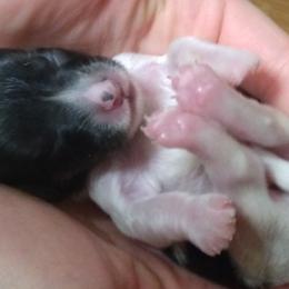 Boy 3 - White Havanese puppy in Spokane, Washington from Happy Havanese