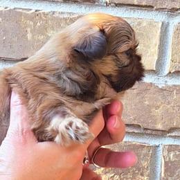 Daphne (brown) Chocolate - Liver female Shih Tzu puppy in Richmond, Texas from Aleka Shih Tzu