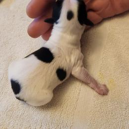 Boy 2 - White and black male Papillon puppy in Bon Aqua, Tennessee from Rene's Papillon