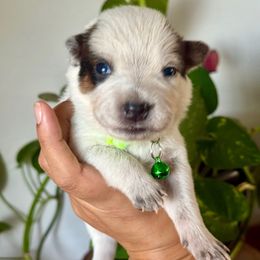 Robbie AKC - Red speckled male Australian Cattle Dog puppy in Sahuarita, Arizona from A2 Australian Cattle Dogs