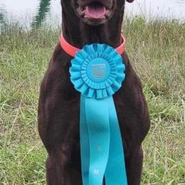 Labrador Retrievers from Cedar Ridge Labradors