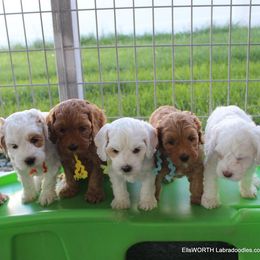 Australian Labradoodle Puppies from EllsWORTH Labradoodles LLC