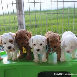 Australian Labradoodle Puppies from EllsWORTH Labradoodles LLC