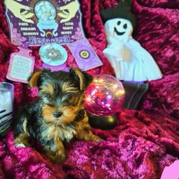 Yorkshire Terrier Puppies from Kathryn's Yorkies