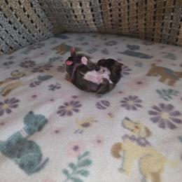Shihpoo and Shih Tzu Puppies from Gemstone Puppies