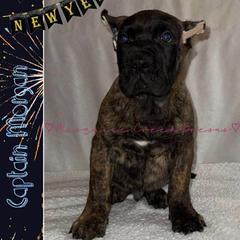 Captain Morgan - Tiger male Perro de Presa Canario puppy in Horizon, Texas from Mesquite Creek Kennels