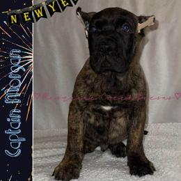 Captain Morgan - Tiger male Perro de Presa Canario puppy in Horizon, Texas from Mesquite Creek Kennels