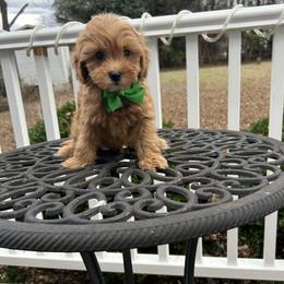 Nano - Apricot male Goldendoodle puppy in Mint Hill, North Carolina from DoodleForever