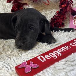 Green Collar Girl - Black and white female Great Dane puppy in Wimberley, Texas from Heart of Texas Great Danes