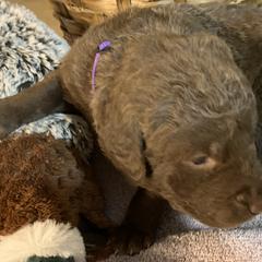 Chesapeake Bay Retriever Puppies from Two Rivers Chesapeakes