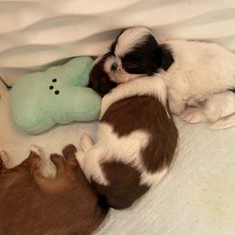 Shih Tzu Puppies from Aloha Shih Tzu
