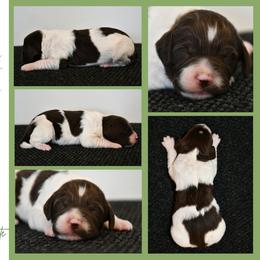 Rowan - Liver and white male Brittany puppy in Hollidaysburg, Pennsylvania from Royal Flush Farms