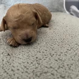 Boy 1 - Apricot male Poodle puppy in St Augustine, Florida from St Augustine Poodles