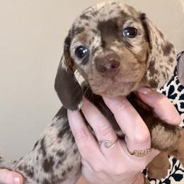 Indy - Chocolate and tan male Dachshund puppy in Wichita Falls, Texas from D&A Doxie Belles