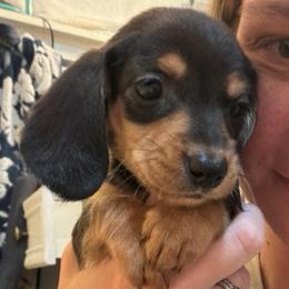 Jill - Black and tan female Dachshund puppy in Onalaska, Texas from Smokey Pines Dachshunds