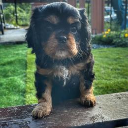 Cavalier King Charles Spaniel Puppies from Enchanted Cavaliers