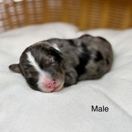 Male 2 - Blue merle male Bernedoodle puppy in Sterling, Colorado from North 40 Doodles