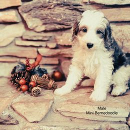 Boy 1 - Grey and white male Bernedoodle puppy in Montrose, Michigan from Livy’s Doodles