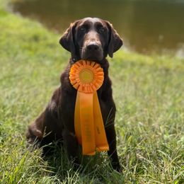 Loo - Labrador Retriever