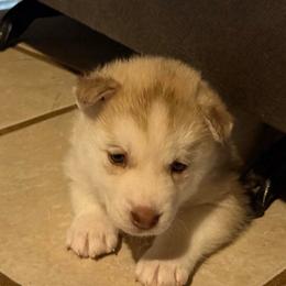 Sitka - Sable and white male Siberian Husky puppy in Avoca, Michigan from Repurposed Paradise Farm
