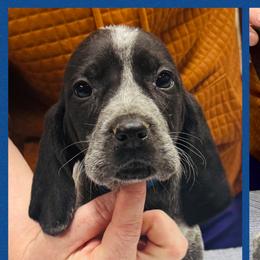 Janice - Blue ticked female Bluetick Coonhound puppy in Cherryville, North Carolina from Evenstar-WesRidge Bluetick Hounds