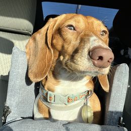 Micho - Dachshund