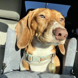 Micho - Dachshund