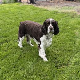 Hero - English Springer Spaniel