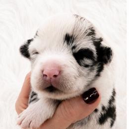 Wade - Blue merle and white male Cardigan Welsh Corgi puppy in Kerens, West Virginia from Leather & Lace