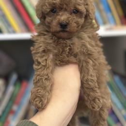 Toby - Apricot male Poodle puppy in Kalamazoo, Michigan from Creekside Ranch