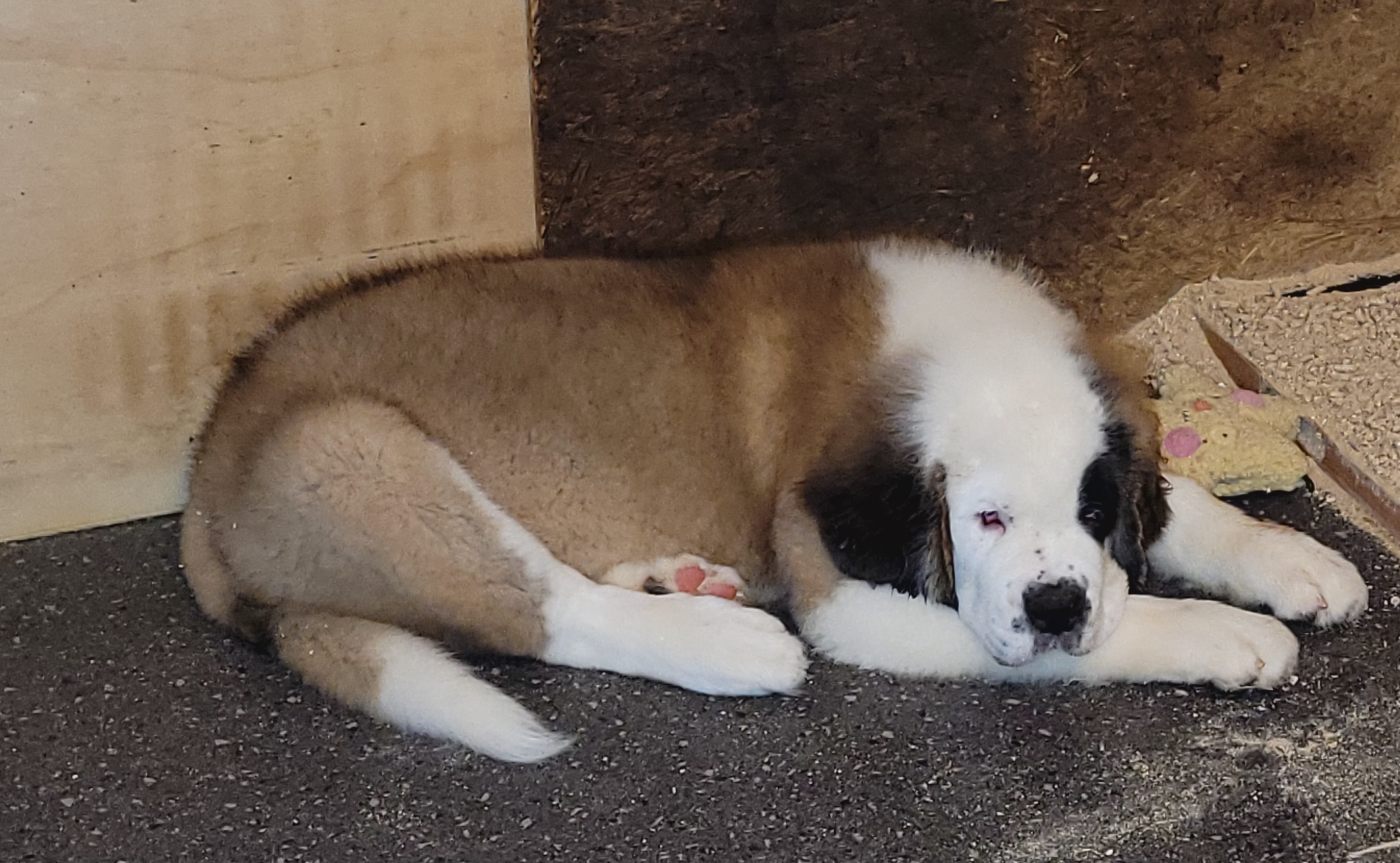 Marley - Red and white Saint Bernard puppy in Clarksville, Tennessee from Wintercrest St. Bernards