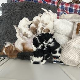 Cavapoo Puppies from Ibby Dibby doodles