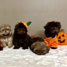 Shih Tzu Puppies from The Anderson Farms Kennel