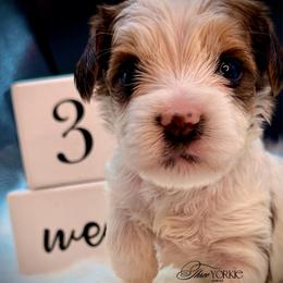Girl 2 orange - Parti female Yorkshire Terrier puppy in Machesney Park, Illinois from Three Yorkie Family