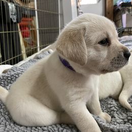 Labrador Retriever Puppies from Pea Ridge Labradors