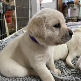 Labrador Retriever Puppies from Pea Ridge Labradors
