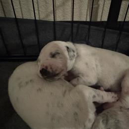 Rogue - White and black male Dalmatian puppy in Mount Vernon, Missouri from Spots & Spirals