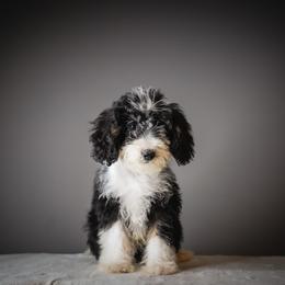 Lime - Tri-color male Bernedoodle puppy in Caldwell, Idaho from Boise Doodle Co.
