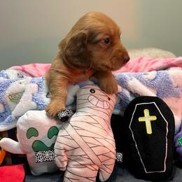 Boy 2 brown collar - Chocolate male Dachshund puppy in Gulfport, Mississippi from Susan's Dachshunds