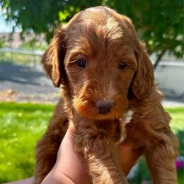 Texas Boy - Red male Bernedoodle puppy in Horseshoe Bend, Idaho from Over the Moon Poodles and Doodles