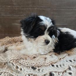 Ozzy - Parti male Yorkshire Terrier puppy in Mountain Grove, Missouri from Precious Puppies