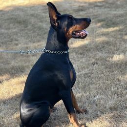 Doberman Pinschers from De Mata Dobermann Kennel